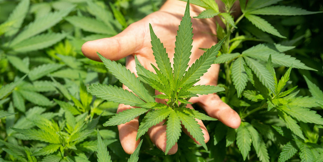 CBD Öl bei Stress und Schlafstörungen: Wirkung, Dosierung, Studien