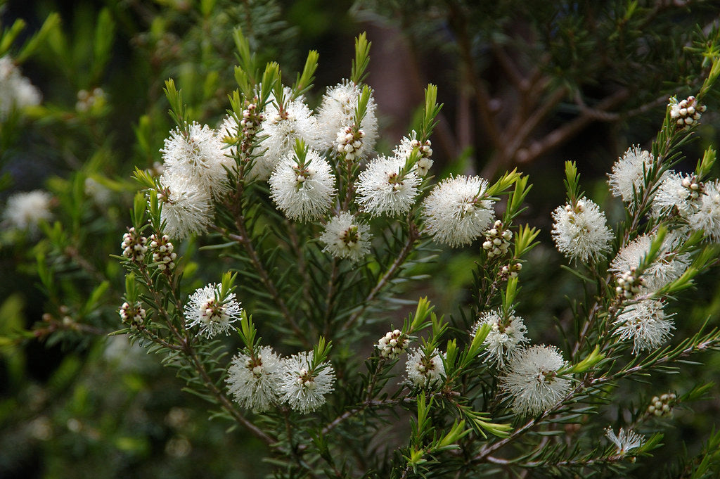 Teebaum close up Blüte für Teebaumöl