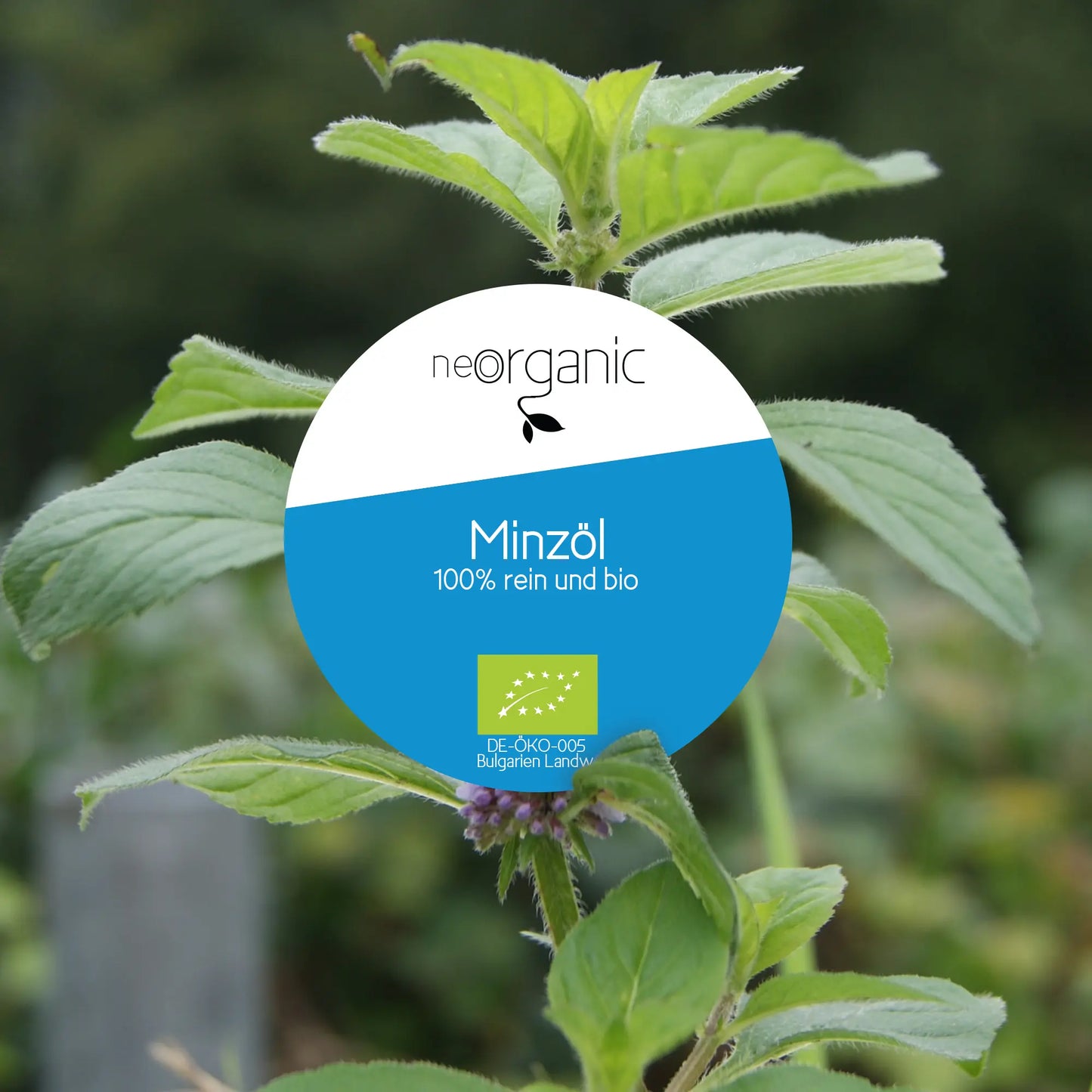 Bio Minzöl (Mentha Arvensis), Japanisches Minzöl, Ackerminze