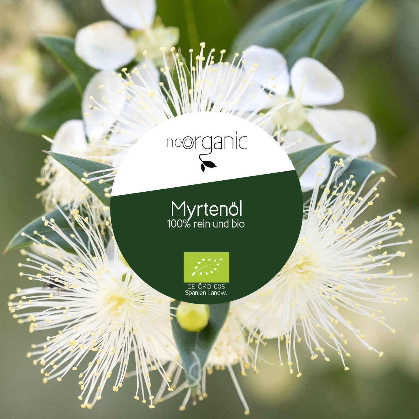 Bio Myrtenöl (Myrtus Communis)