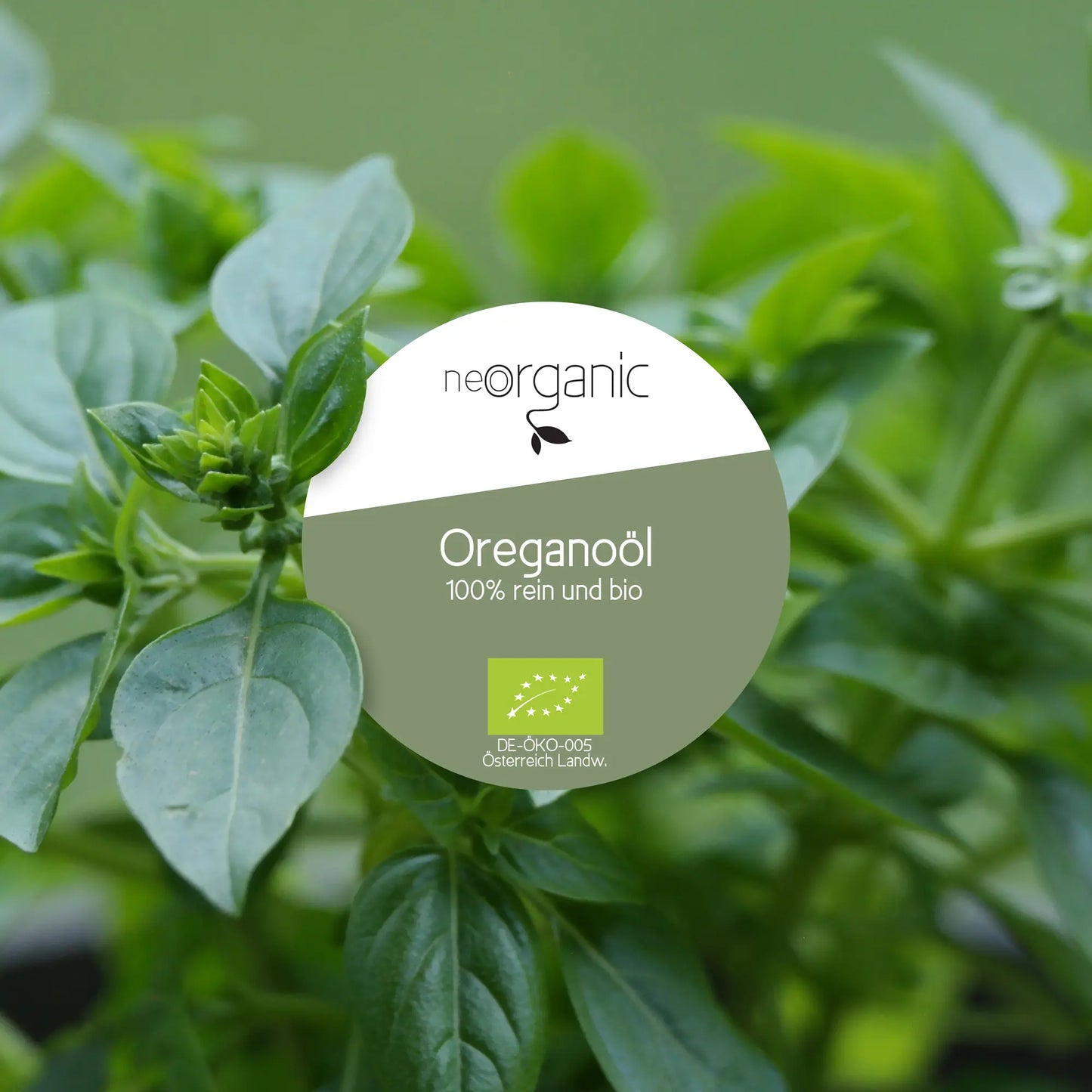 Bio Oregano-Öl (Origanum Vulgare)