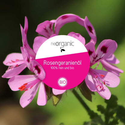 Bio Rosengeranienöl (Pelargonium Graveolens)