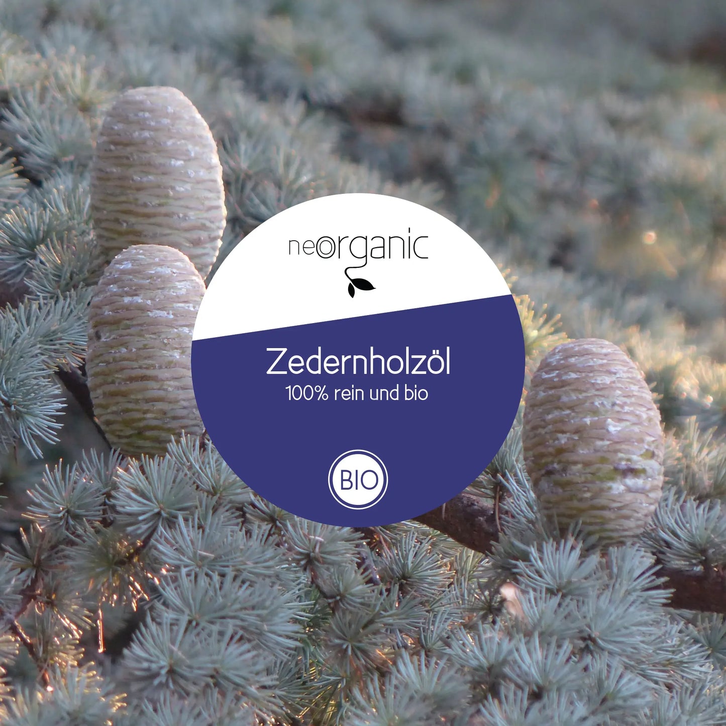 Bio Zedernöl (Cedrus Atlantica)