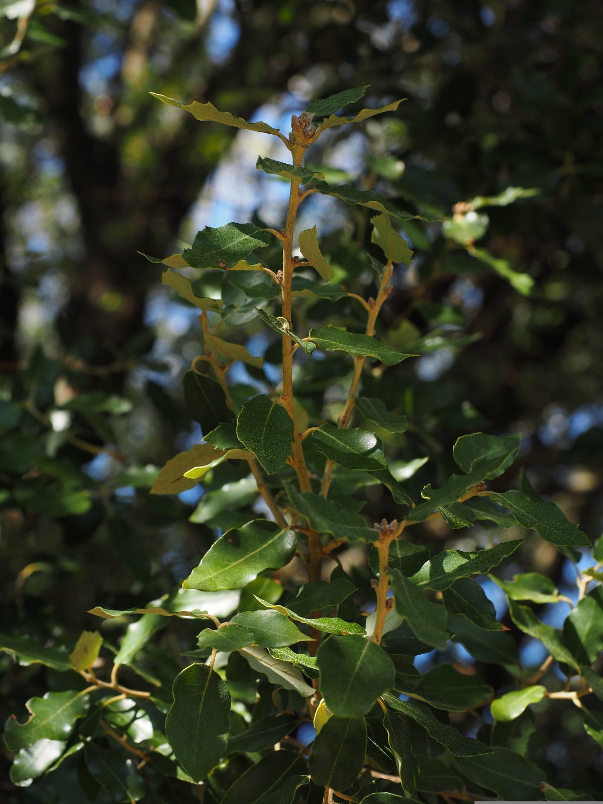 Kampfer Baum Ast (Cinnamomum camphora)