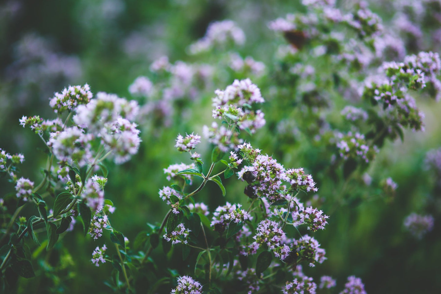 Oregano Pflanze fĂźr Bio Oregano Ăl (Origanum Vulgare) 100% naturreines ätherisches Ăśl