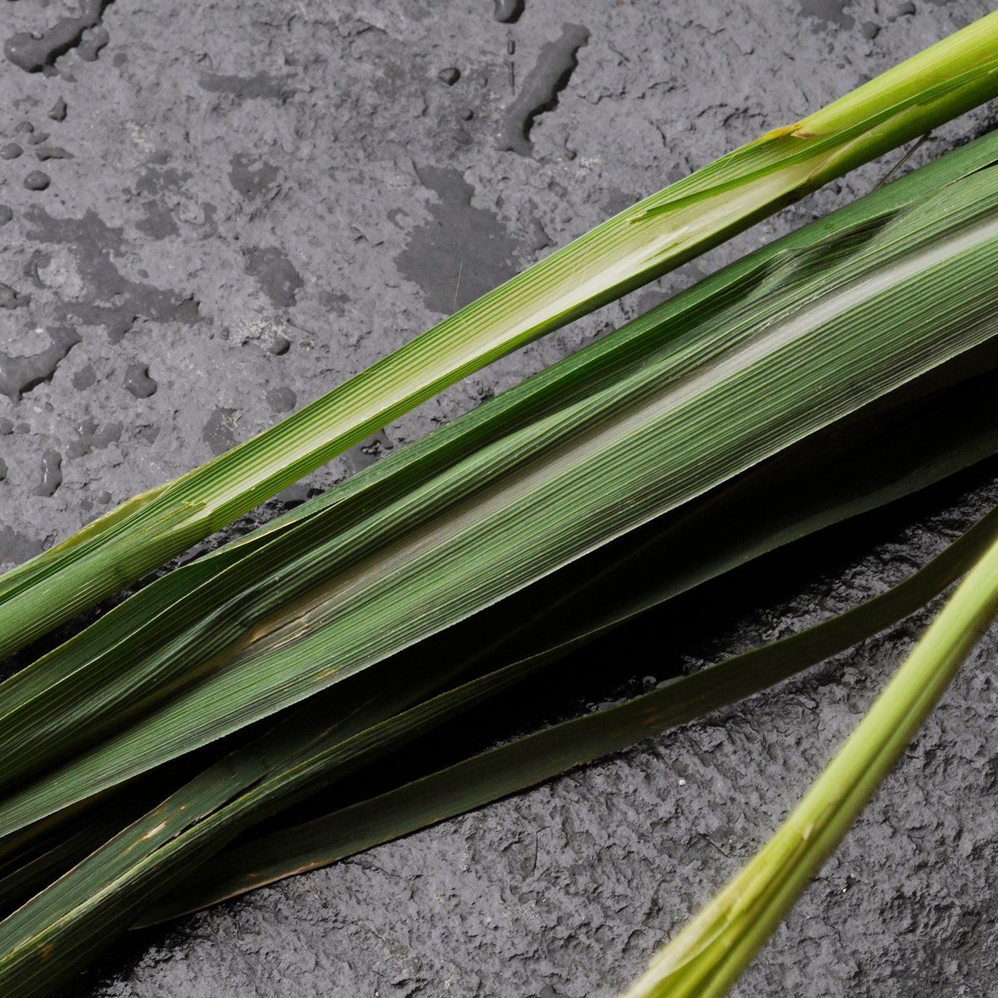Bio Zitronengrasöl (Cymbopogon Flexuosus)
