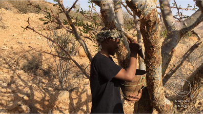 Bio Weihrauchöl (Boswellia carterii) aus Somalia, Beeyo-Weihrauchöl
