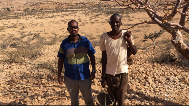Bio Weihrauchöl (Boswellia carterii) aus Somalia, Beeyo-Weihrauchöl