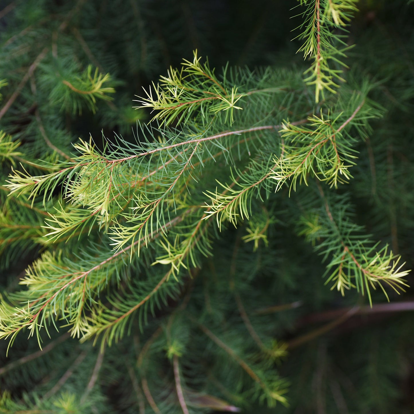 Bio Teebaumöl (Melaleuca Alternifolia)