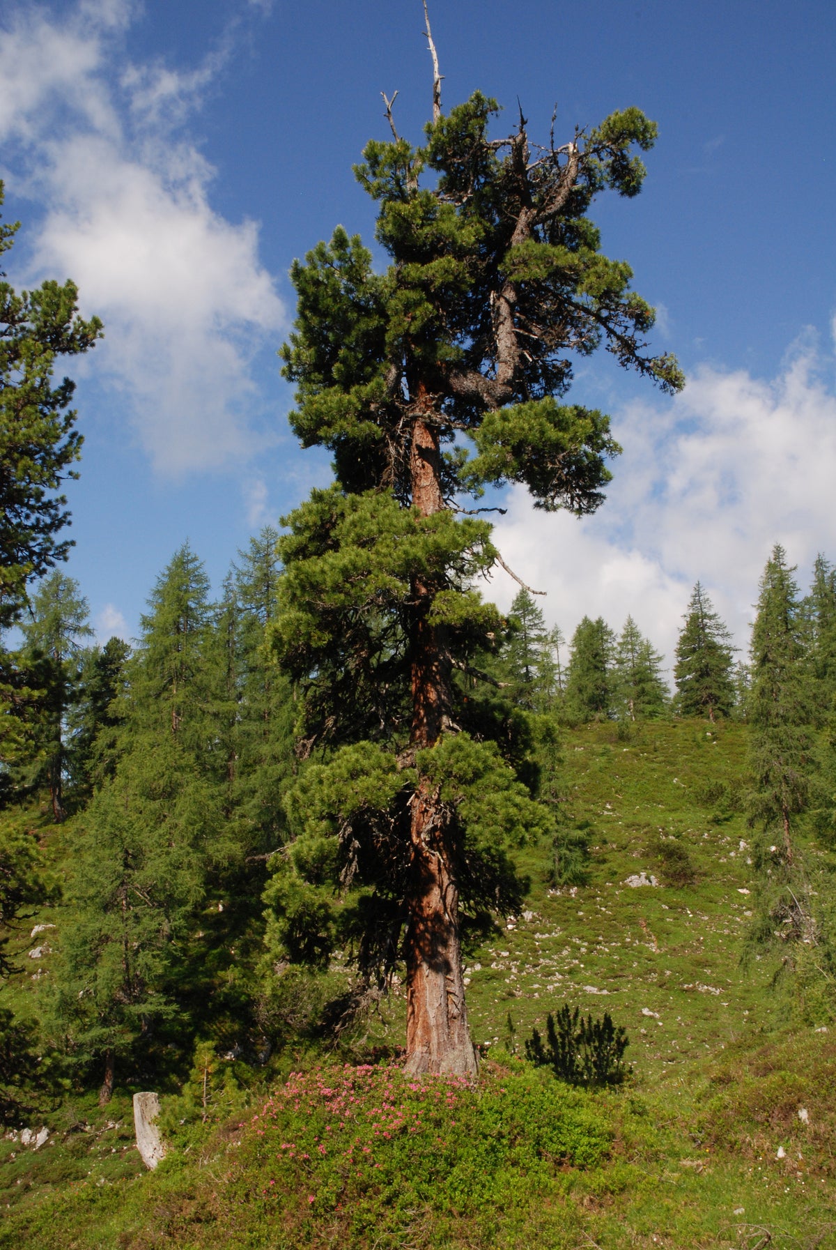 Bio Zirbenöl (Pinus Cembra Alpes) auf Mandelöl-Basis – mildes Körperöl