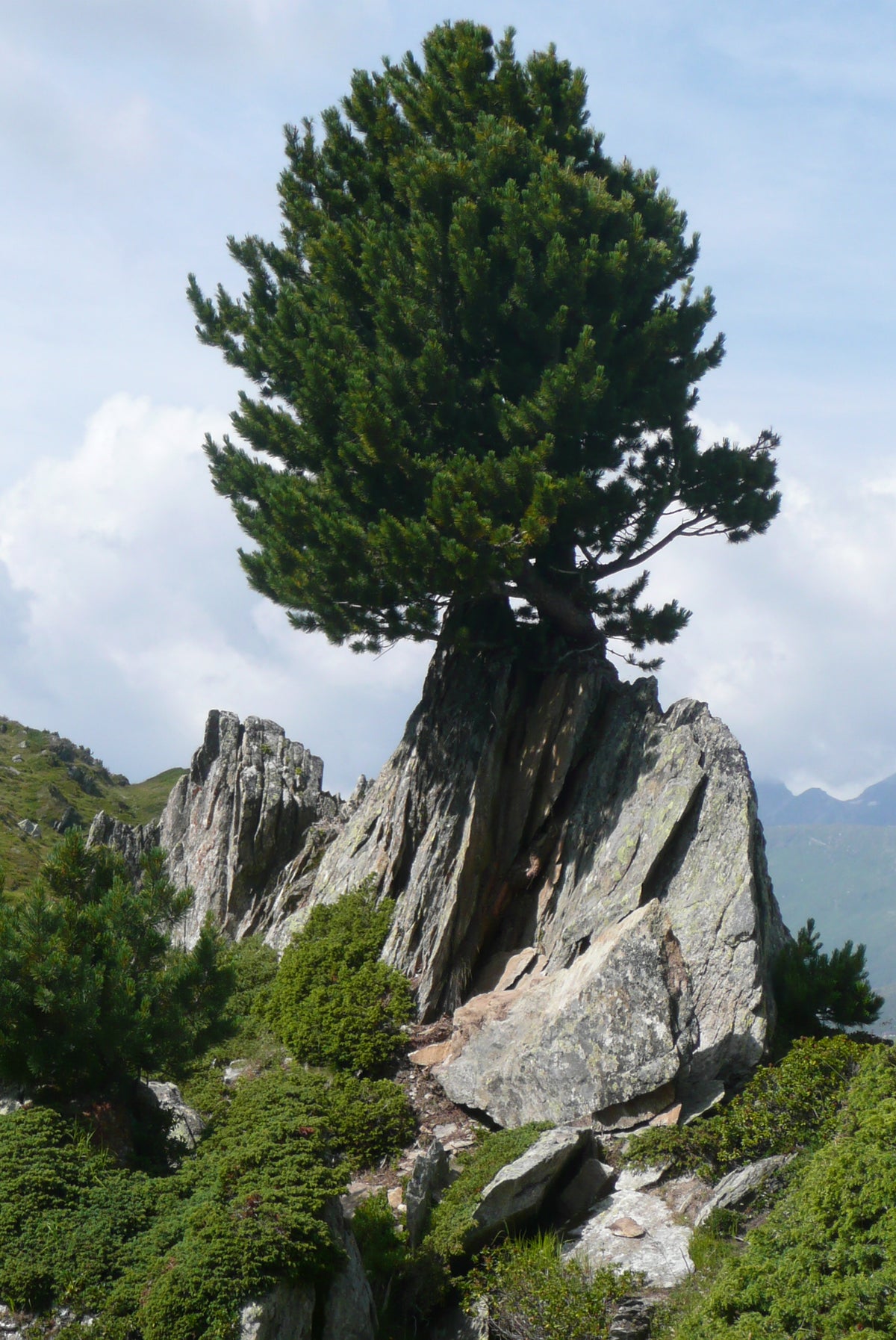 Bio Zirbenöl (Pinus Cembra Alpes) auf Mandelöl-Basis – mildes Körperöl