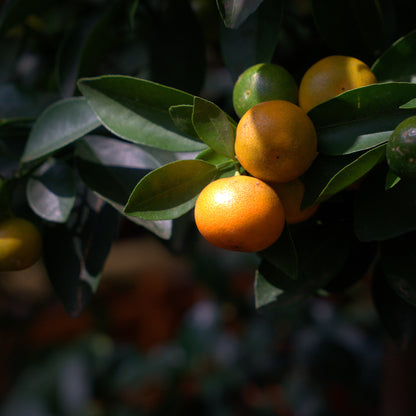 Bio Mandarinenöl (Citrus Reticulata Blanco)