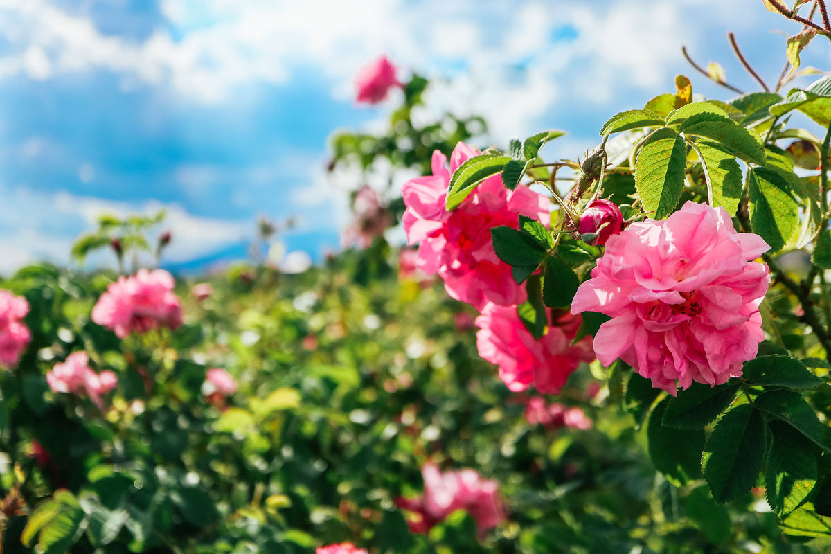 Rosenblüten Rosa Damascena aus dem Bulgarischen Rosental