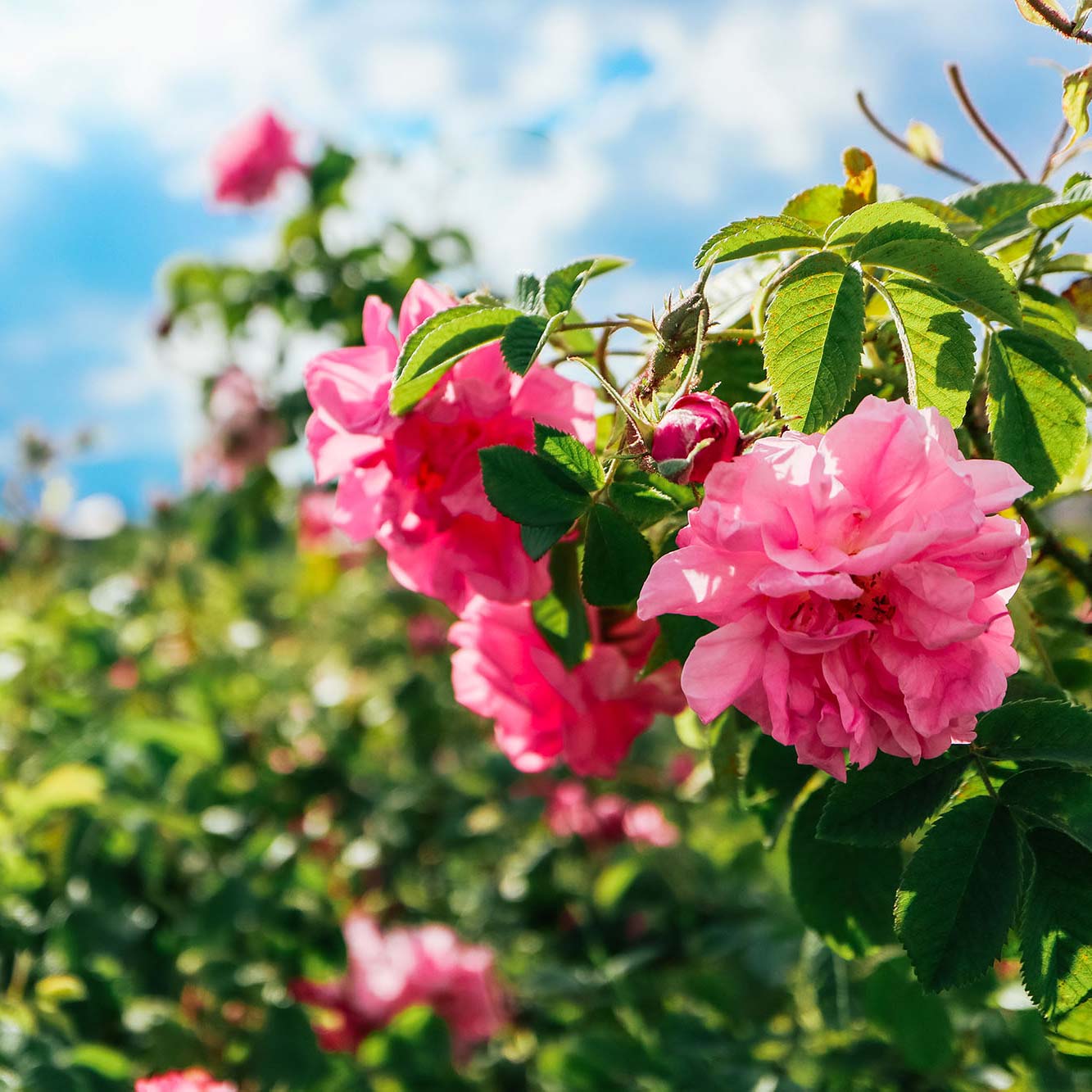 Rosenoel Massageoel Schwangerschaftsoel koerperoel gesichtsoel pflegeoel