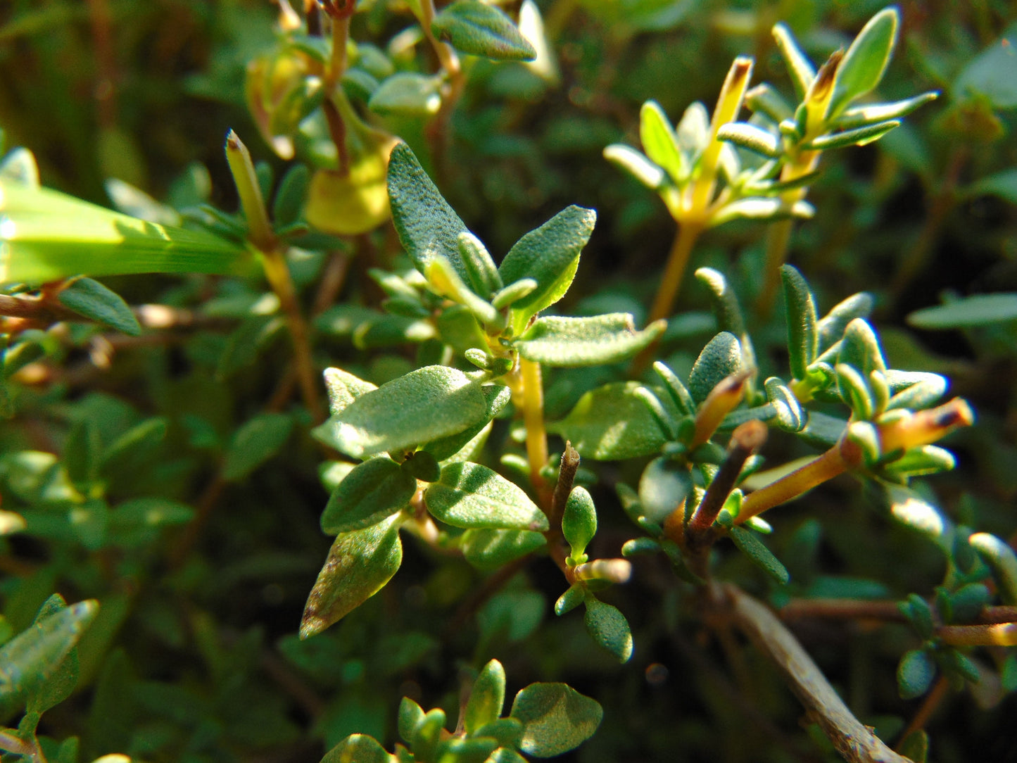Thymain Pflanze nahaufnahme für ätherisches Bio Thymianöl (Thymus Vulgaris) 100% naturreines ätherisches öl