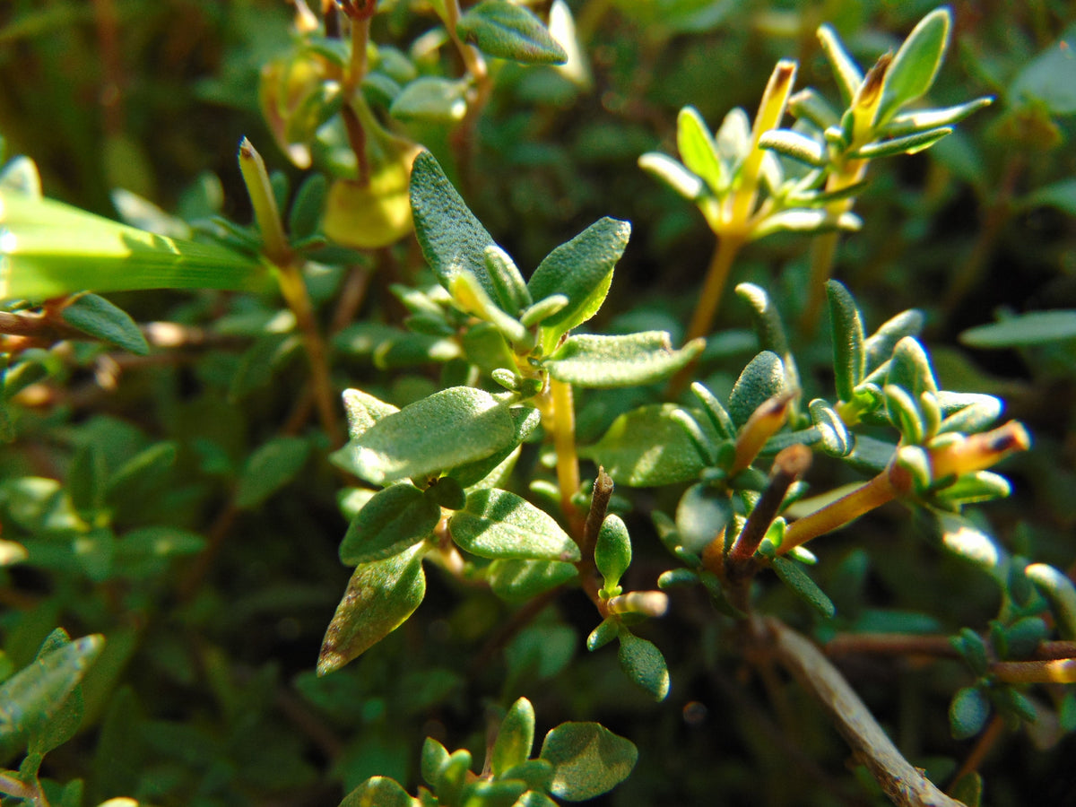 Thymain Pflanze nahaufnahme für ätherisches Bio Thymianöl (Thymus Vulgaris) 100% naturreines ätherisches öl