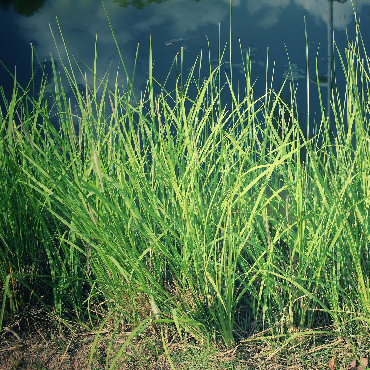 vetiver pflanze für ätherisches vetiveröl