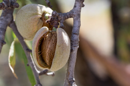 Bio Mandelöl (Prunus Amygdalus Dulcis Kernel Oil)