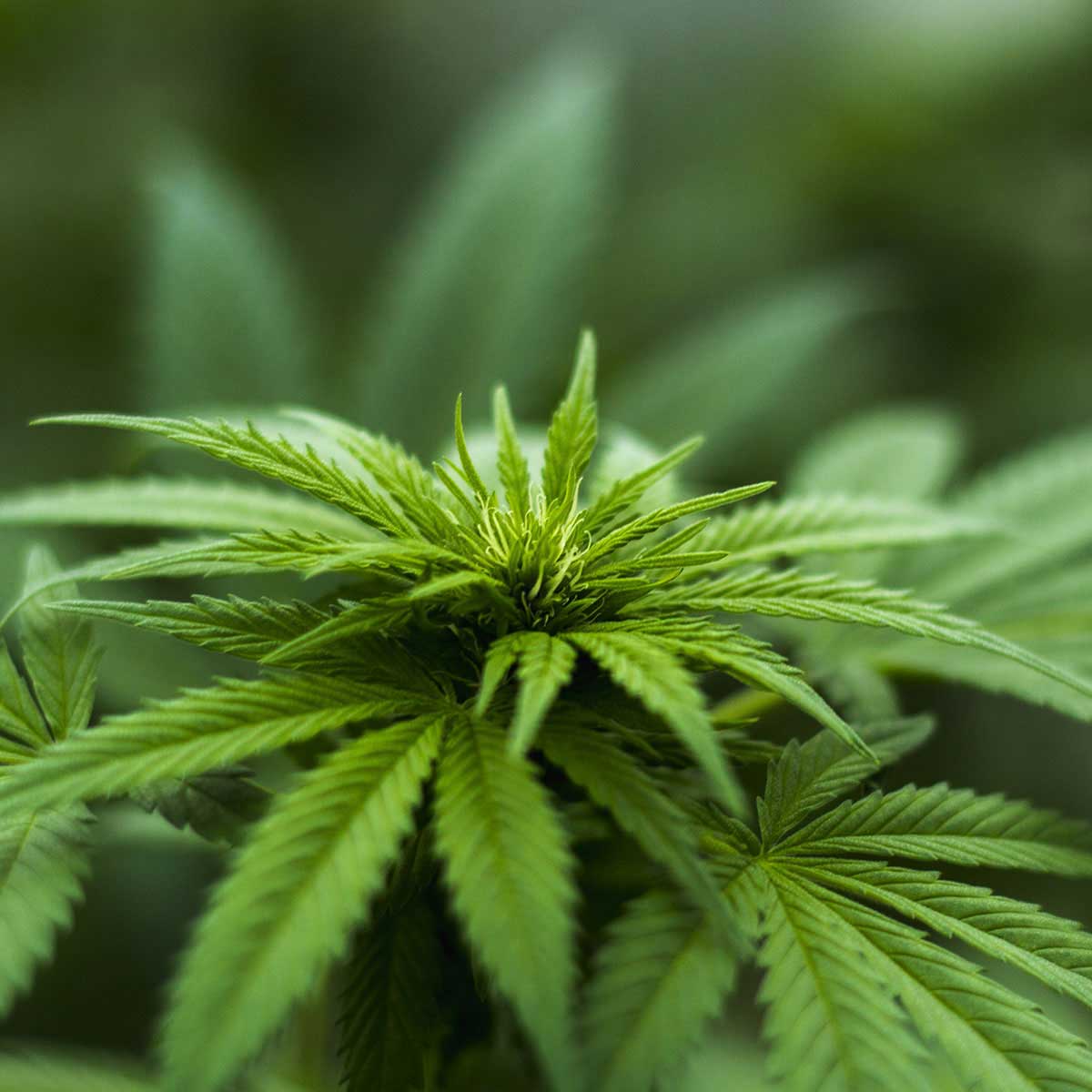 Bio CBD Öl 20% – Premium Grade – Vollspektrum Aromaöl, cbd produkte