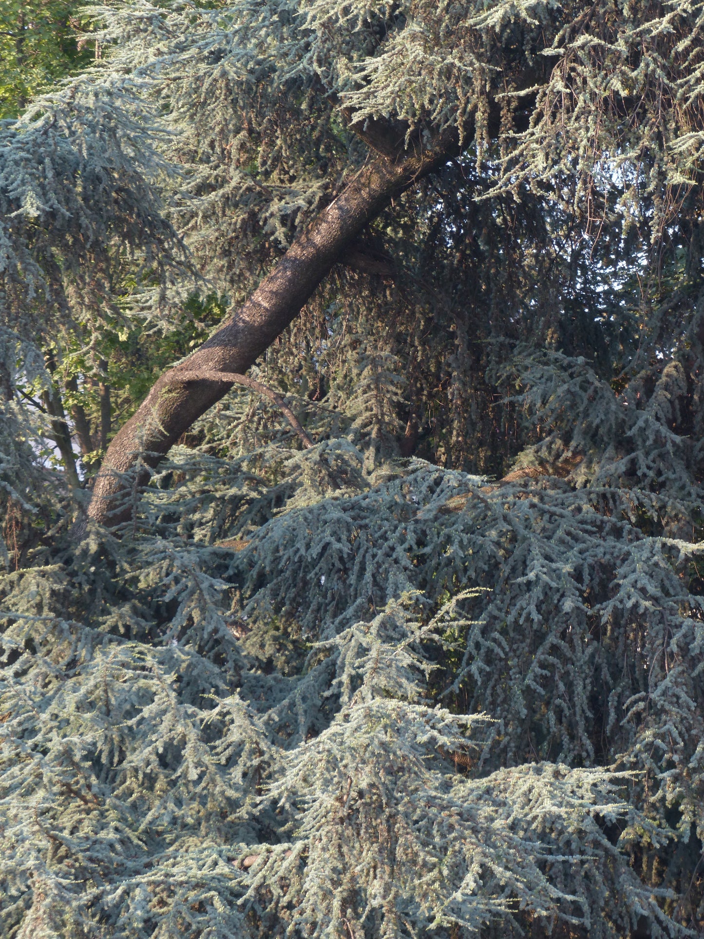 Bio Zedernöl (Cedrus Atlantica)