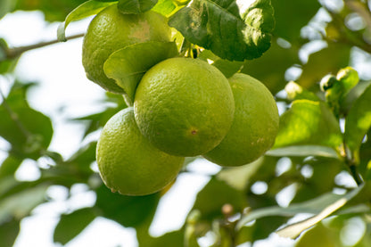Bio Limettenöl (Citrus Aurantifolia Peel Oil)
