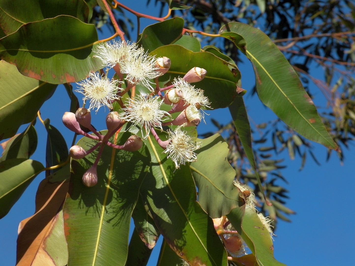 Bio Eukalyptusöl (Eucalyptus Radiata)