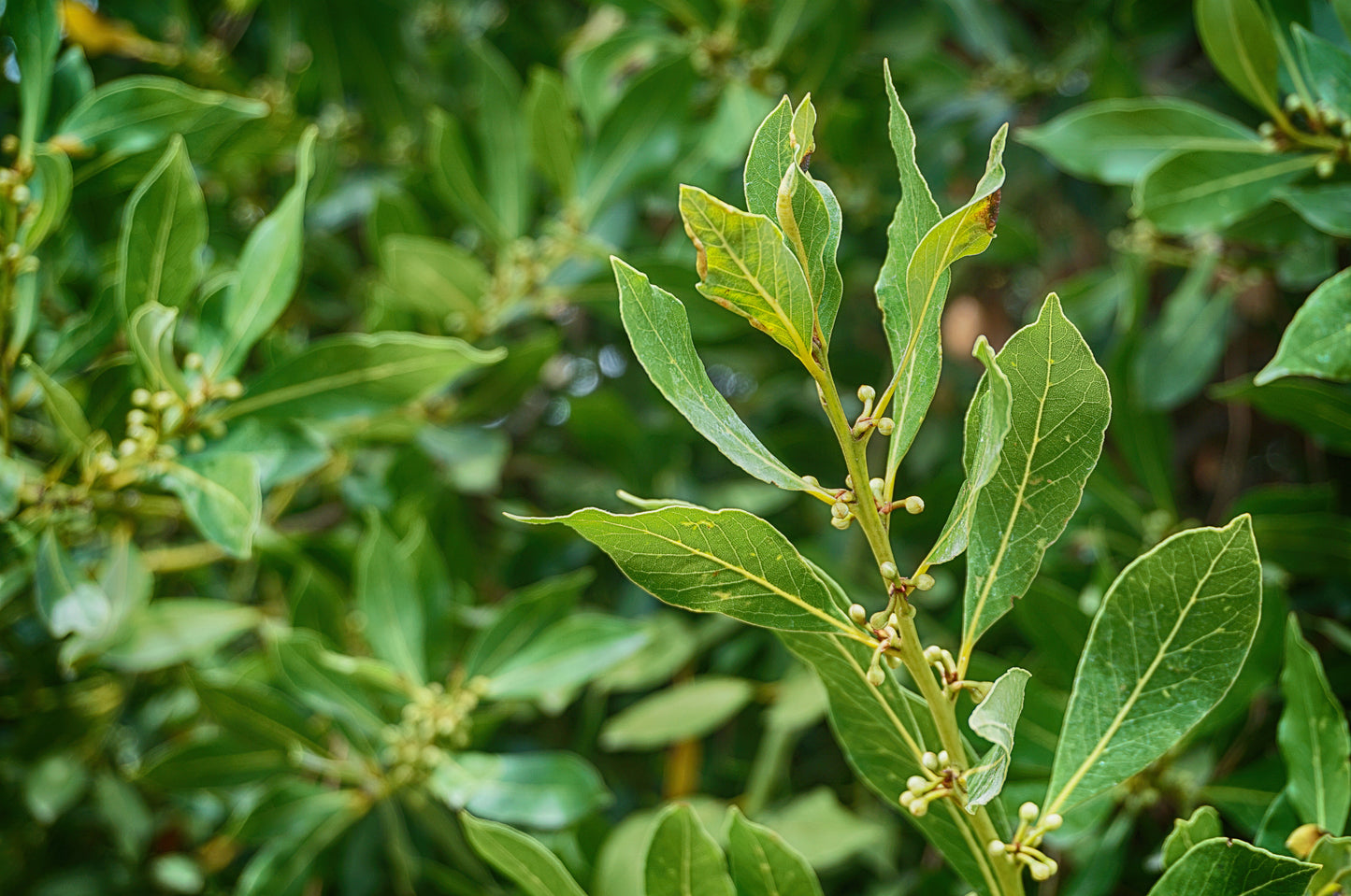 Bio Lorbeeröl (Laurus Nobilis), dalmatinisch