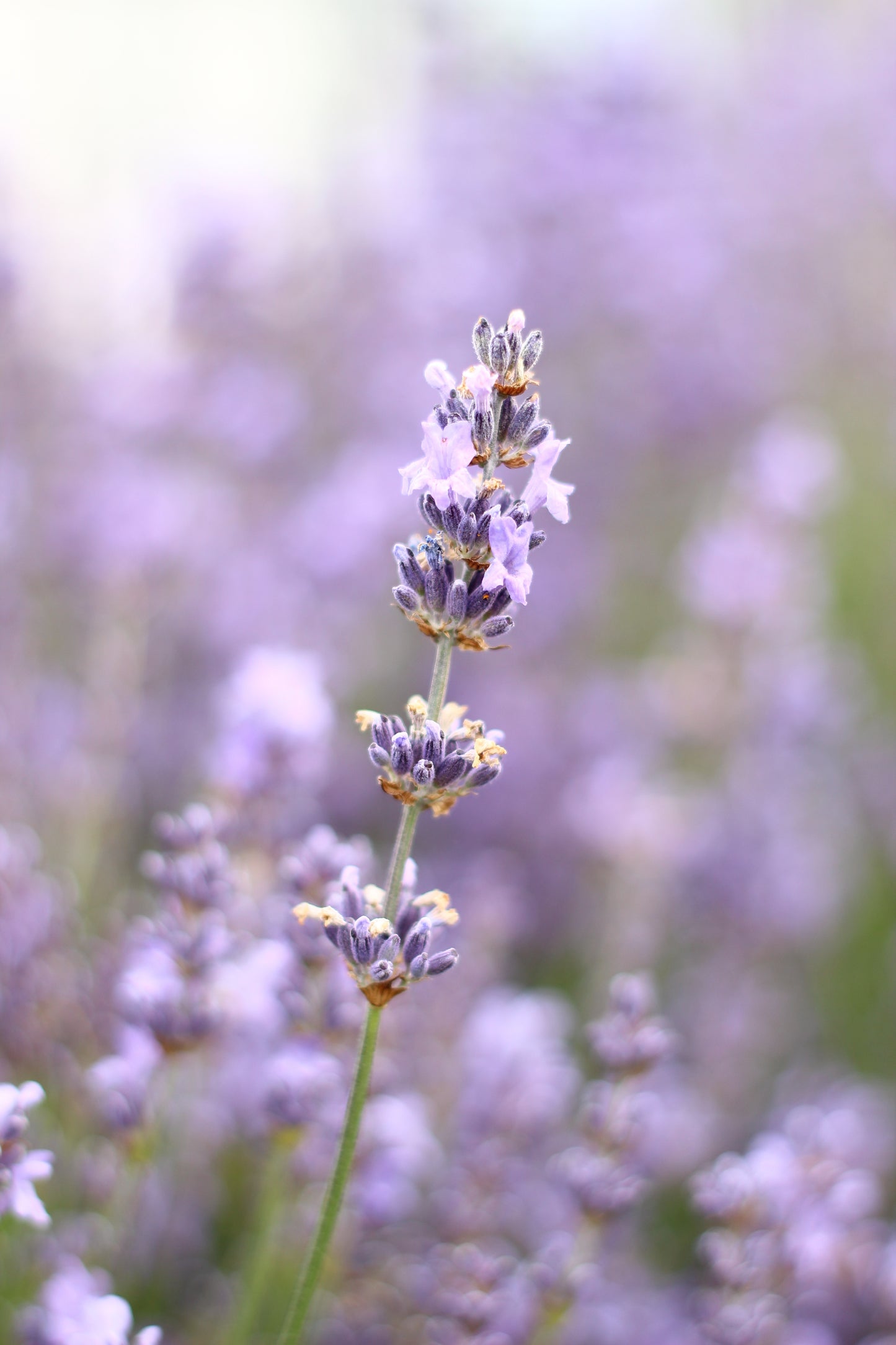 Bio Lavendelöl (Lavandula Angustifolia), echter Lavendel