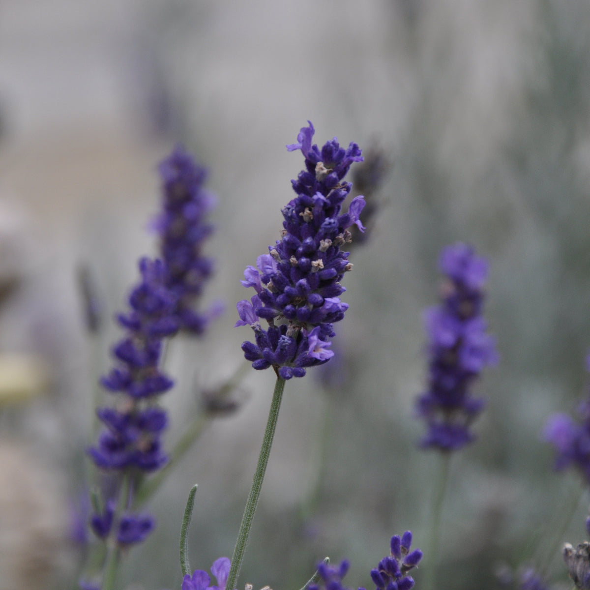 Set Lavender Lover