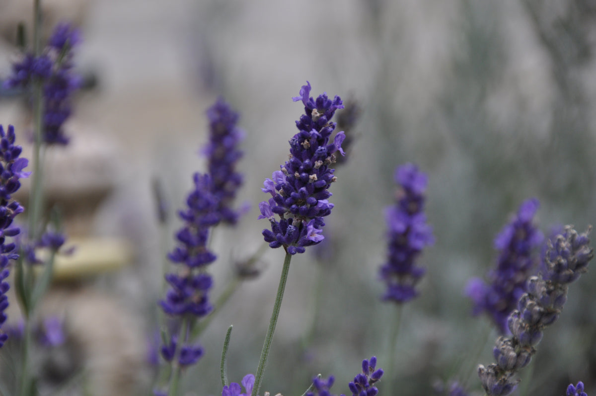 Bio Lavendelwasser – aus Bio Bulgarischem Lavendel (Lavandula Angustifolia)