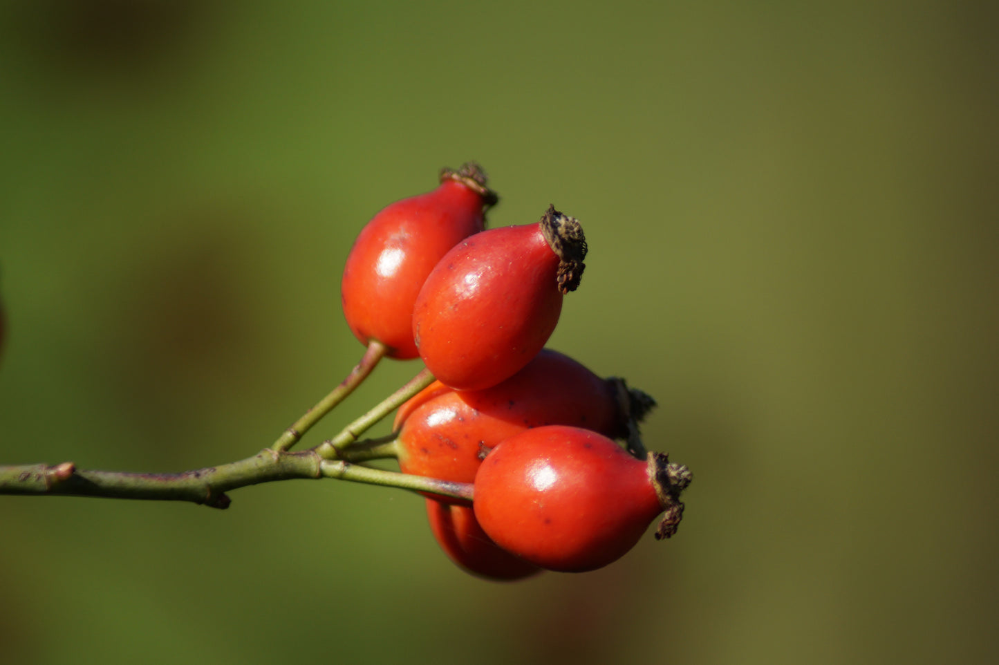 Bio Hagebuttenkernöl (Rosa Canina L. Seed Oil), Wildrosenöl