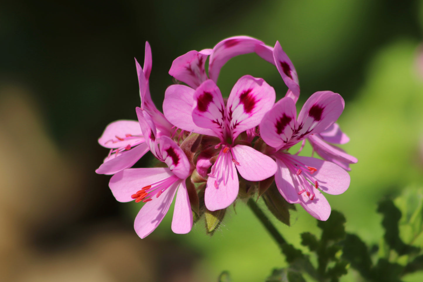 Bio Rosengeranienöl (Pelargonium Graveolens)