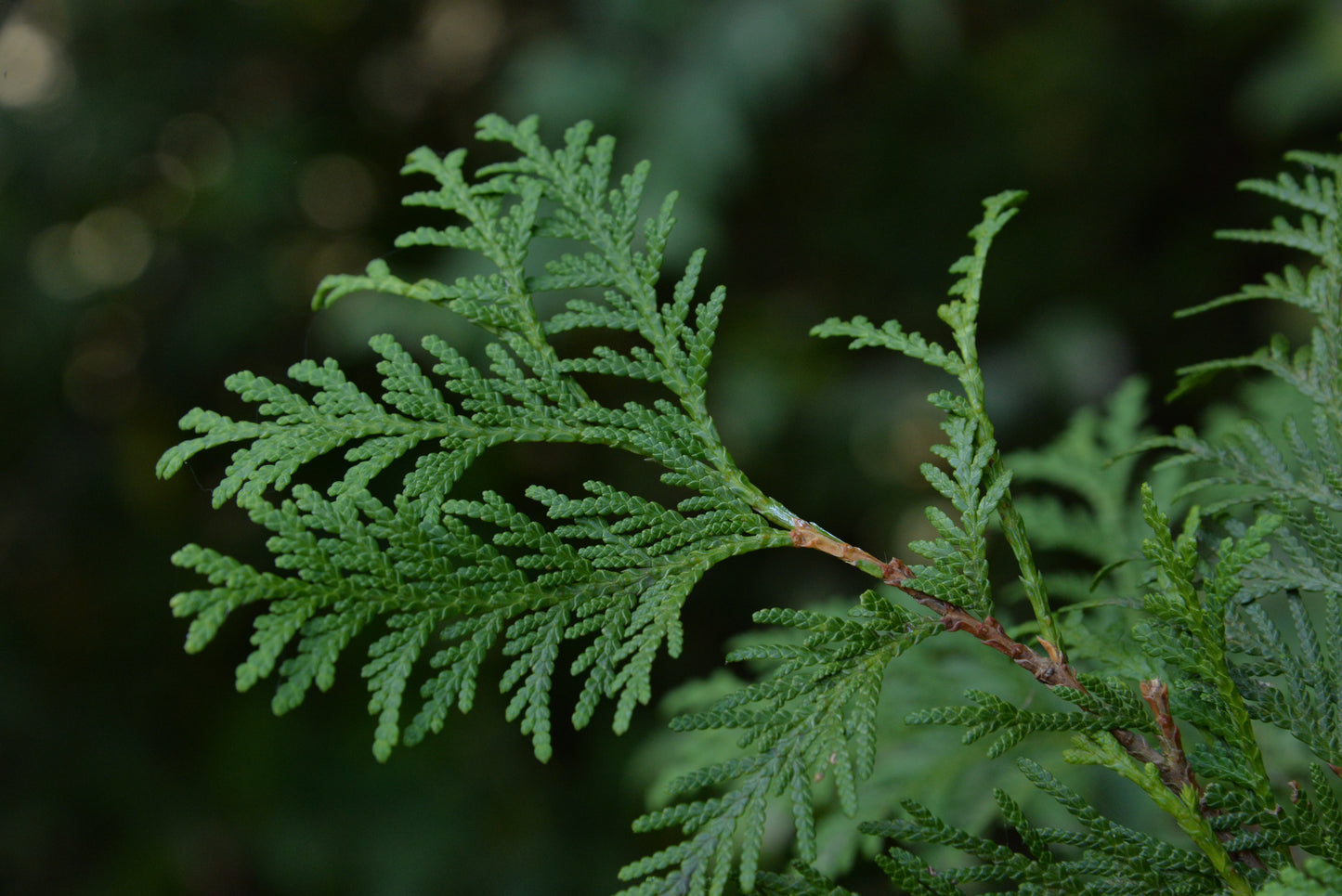 Bio Zypressenöl (Cupressus Sempervirens)