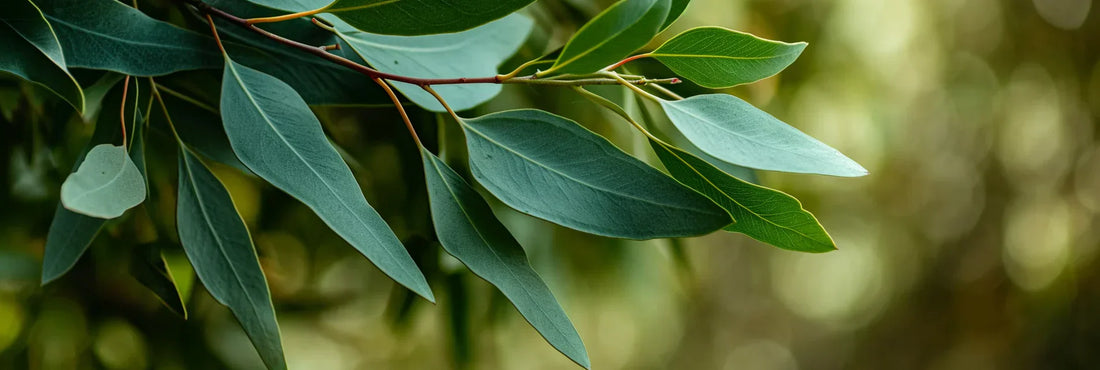 Bio Eukalyptusöl – Anwendung, Wirkung & Tipps aus der Aromatherapie