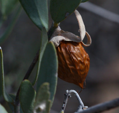 Bio Jojobaöl (Simmondsia Chinensis)