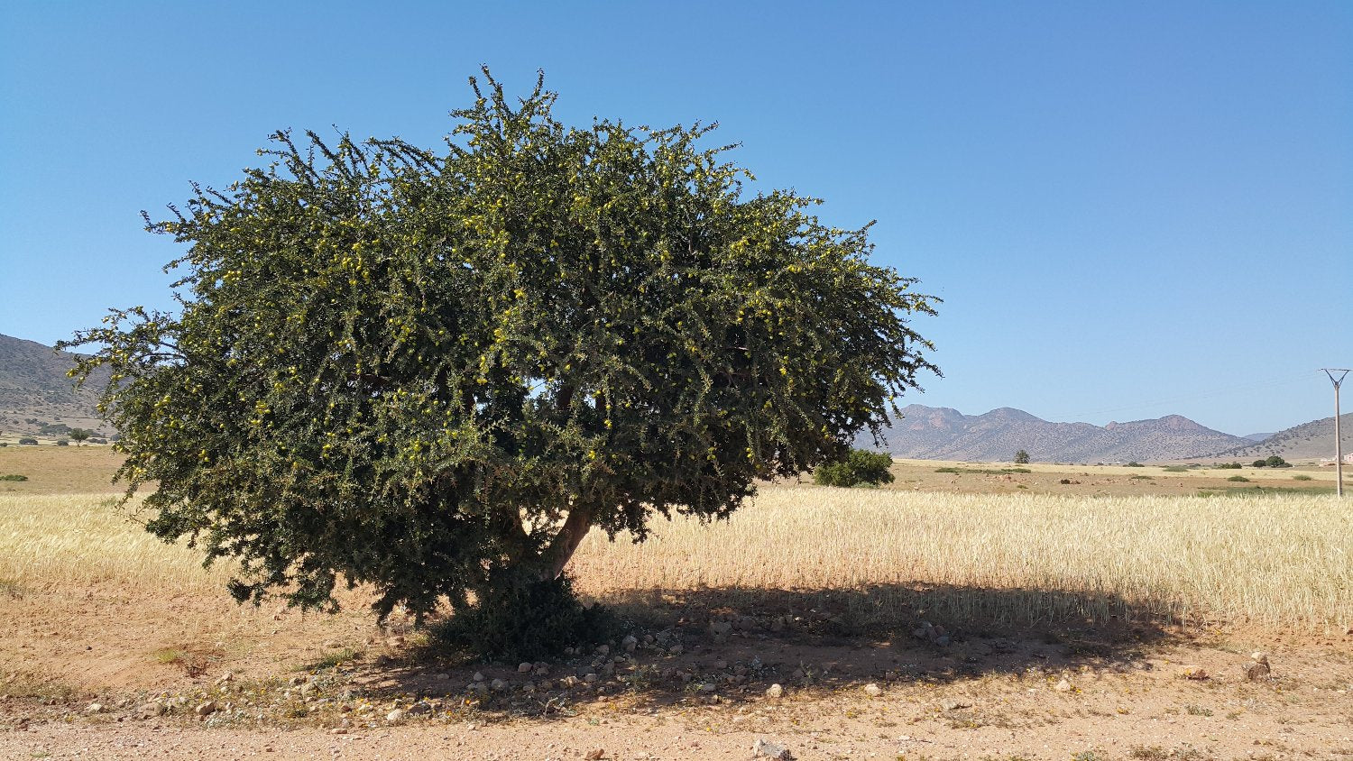 Argan Baum für Arganöl Haare