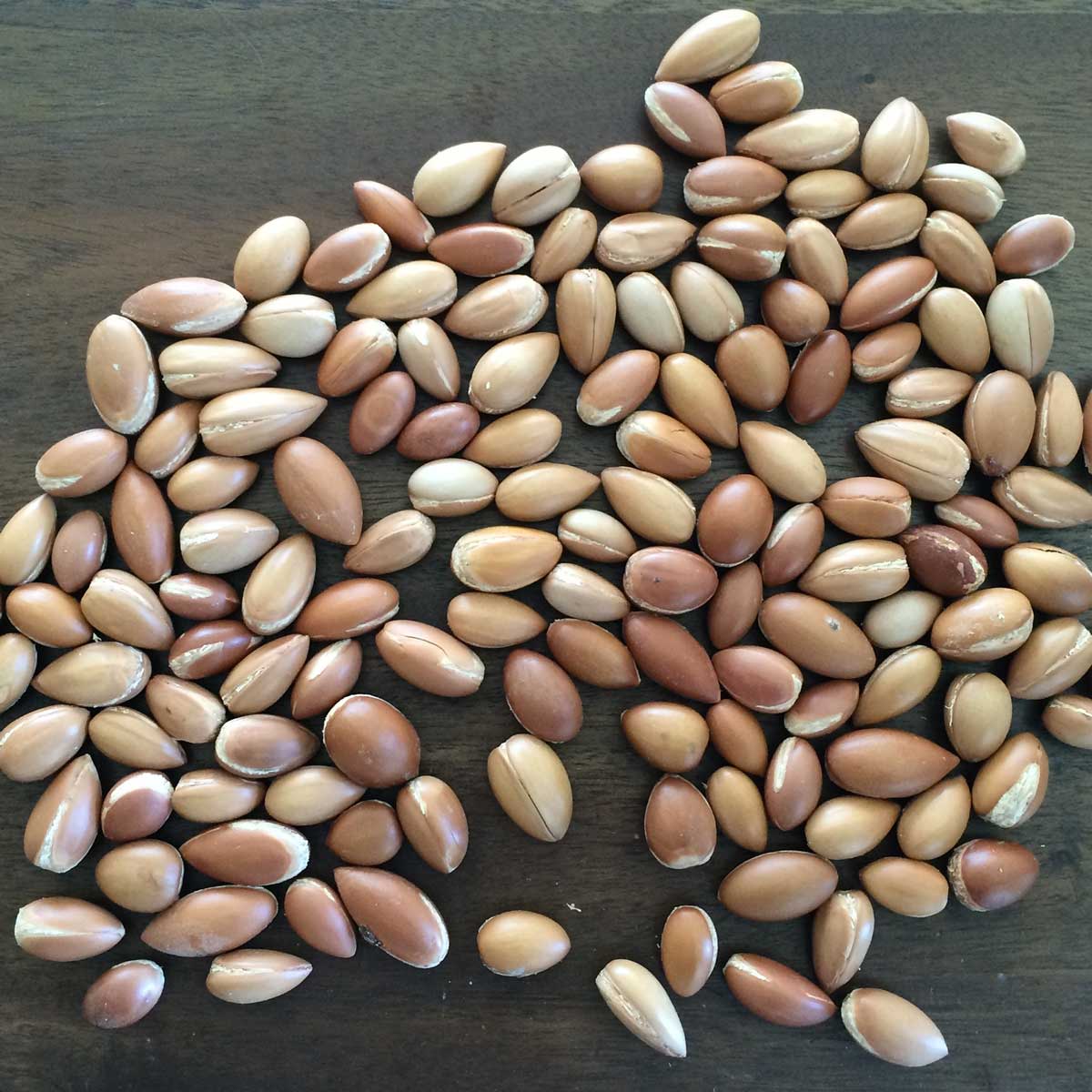 Argan Nüsse - für kaltgepresstes Arganöl