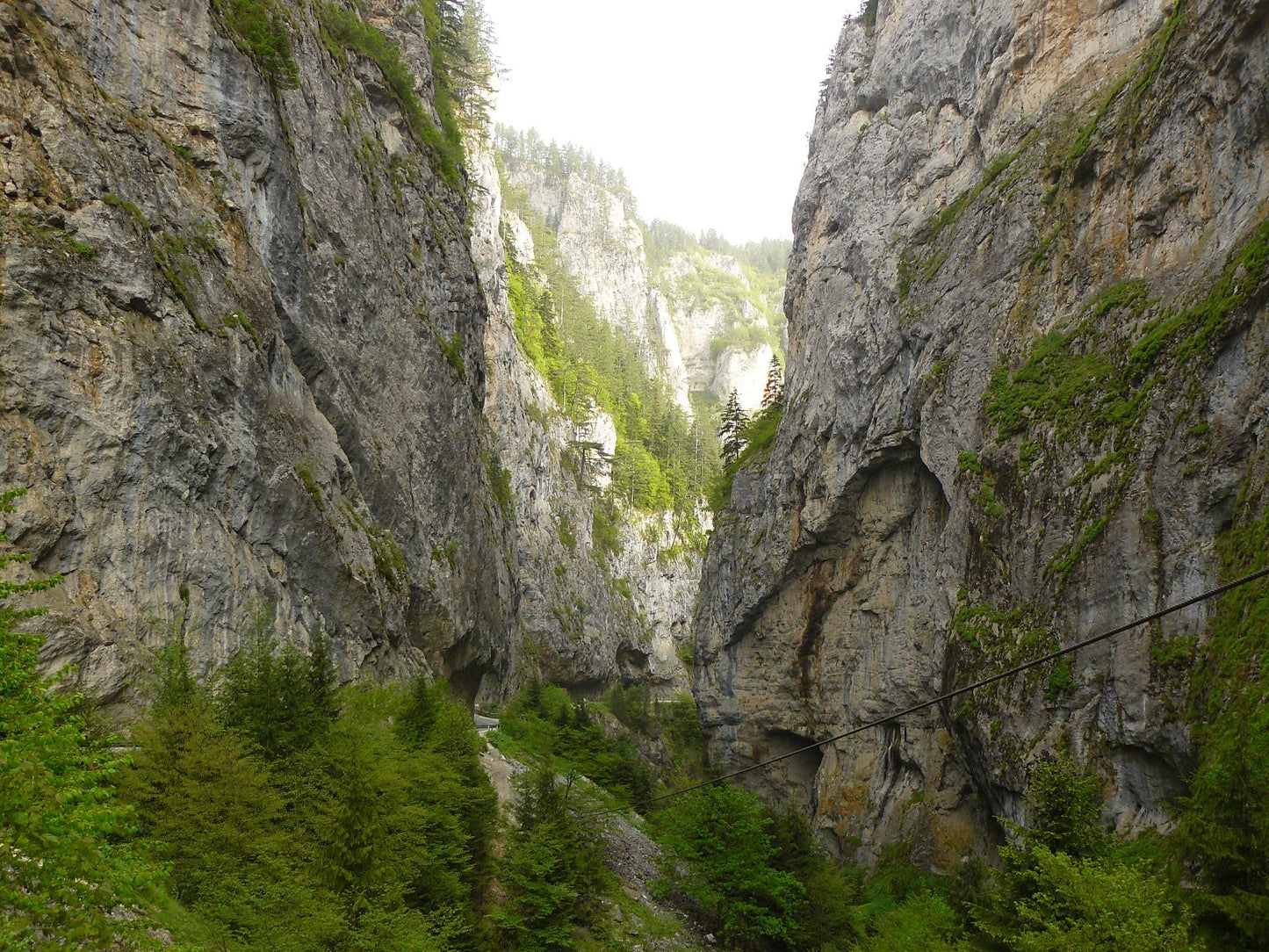 Berge Bulgarien für Bio Bulgarischer Bergtee (Sideritis Scardica)