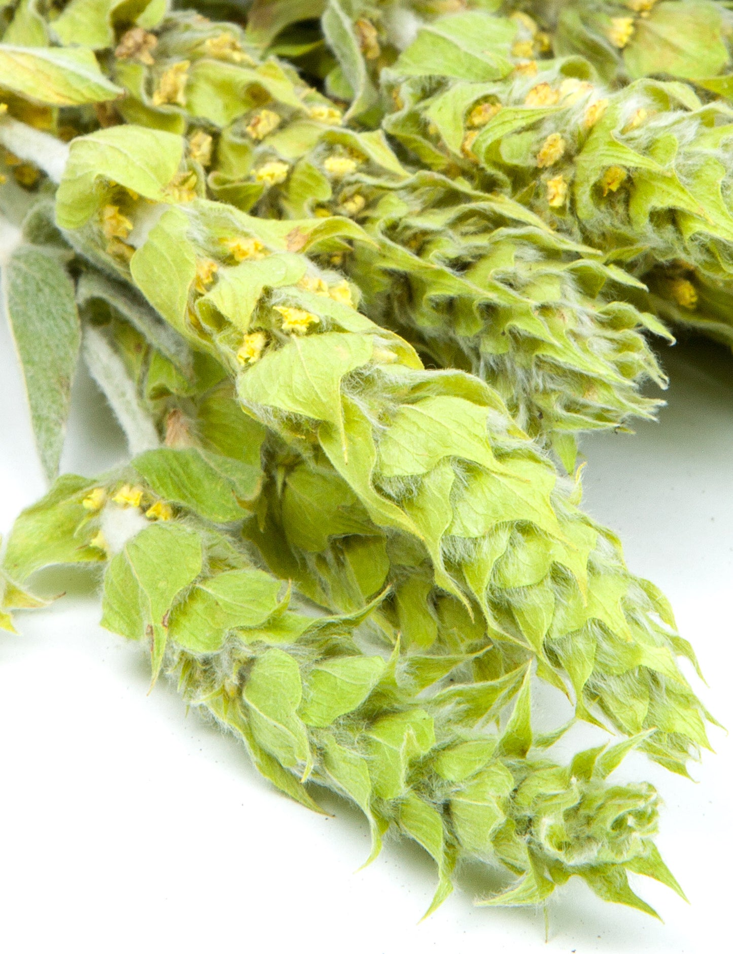 Bio Bulgarischer Bergtee (Sideritis Scardica) Nahaufnahme