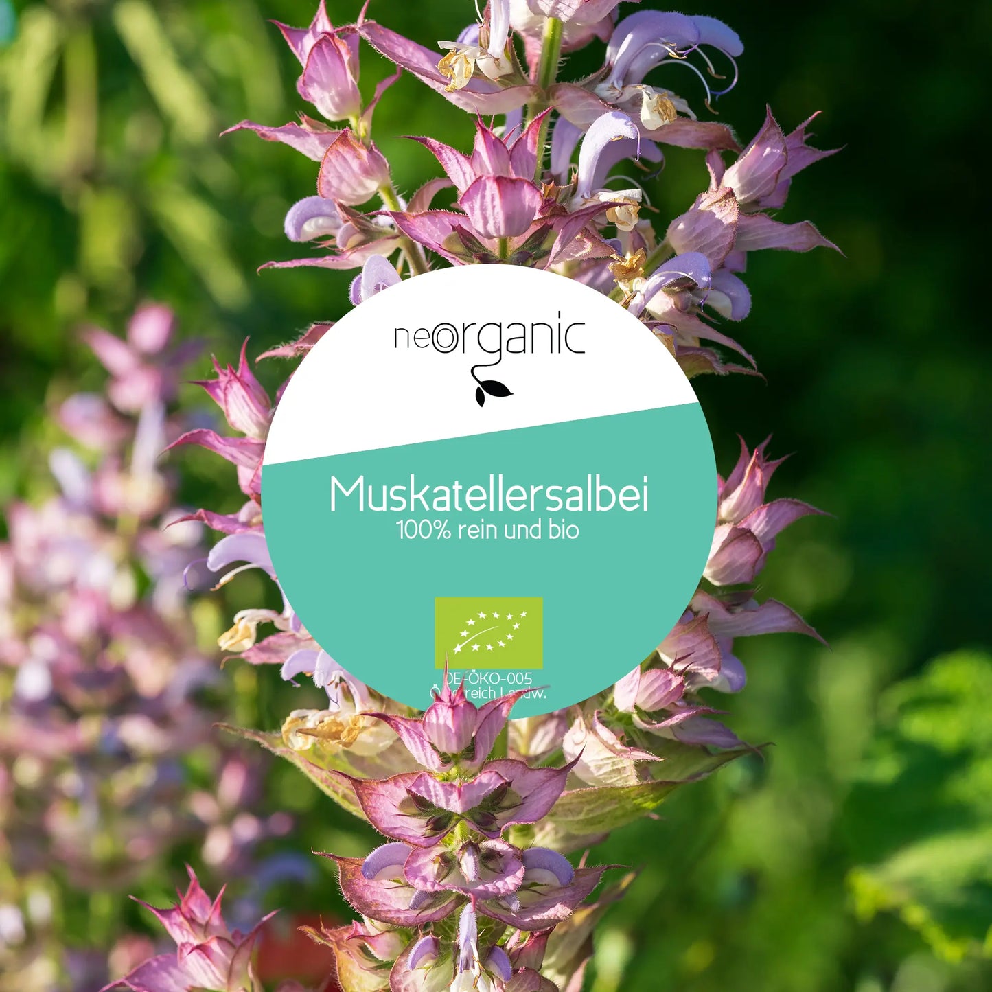 Bio Muskatellersalbeiöl (Salvia Sclarea)