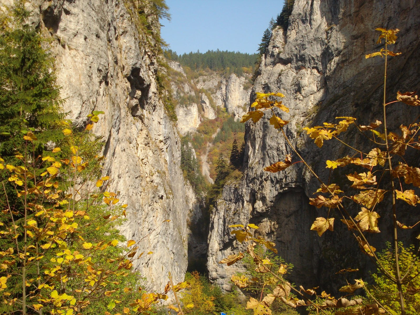 Berge Bulgarien für Bio Bulgarischer Bergtee (Sideritis Scardica)