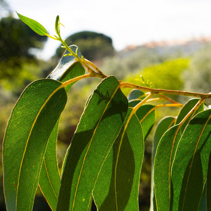 Eukalyptus Ast nahaufnahmen für Bio Eukalyptusöl (Eucalyptus Globulus) 100% naturreines ätherisches öl