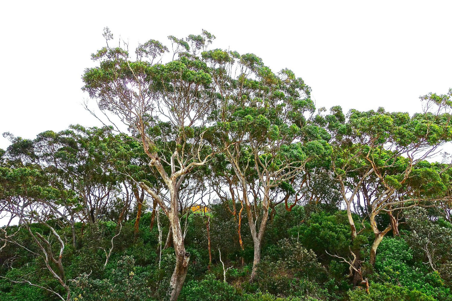 Euklayptus Baum für Bio Eukalyptusöl (Eucalyptus Radiata) 
