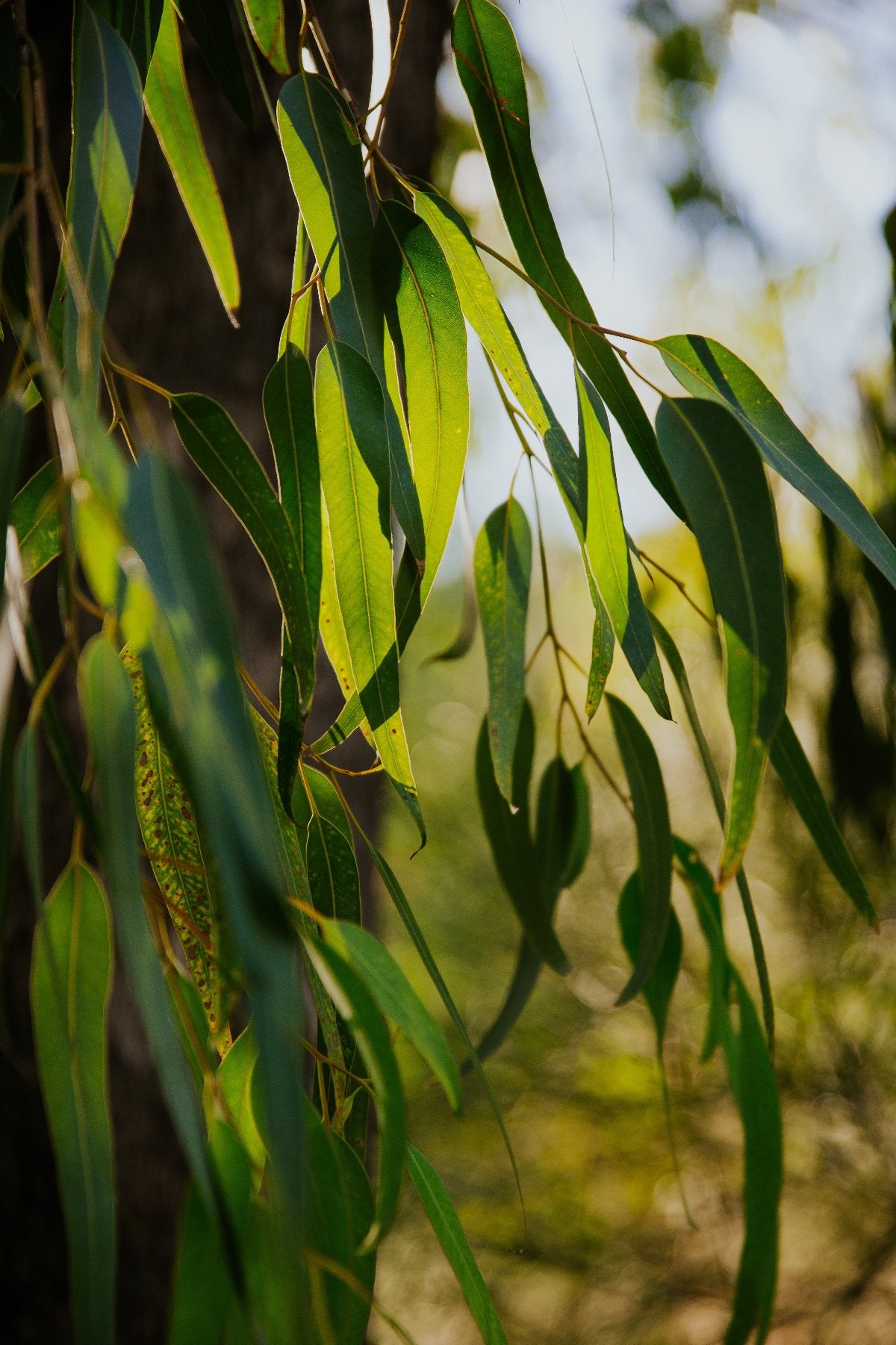 Eukalyptus Ast Nahaufnahme für Bio Eukalyptusöl (Eucalyptus Radiata) 100% naturreines ätherisches öl