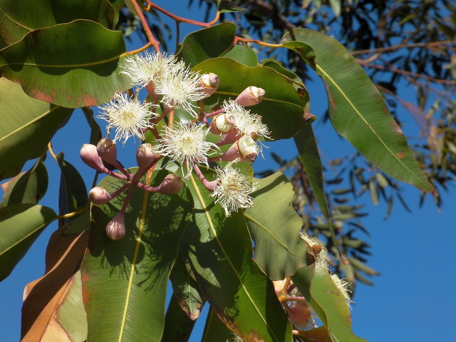Eukalyptus nahaufnahme Blüte 