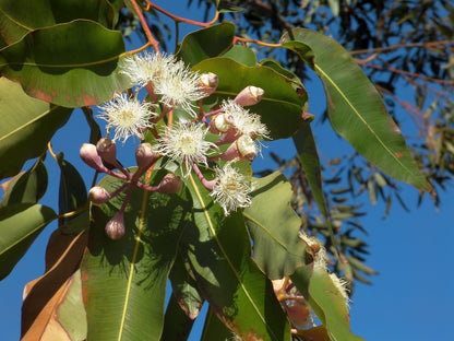 Eukalyptus nahaufnahme Blüte 