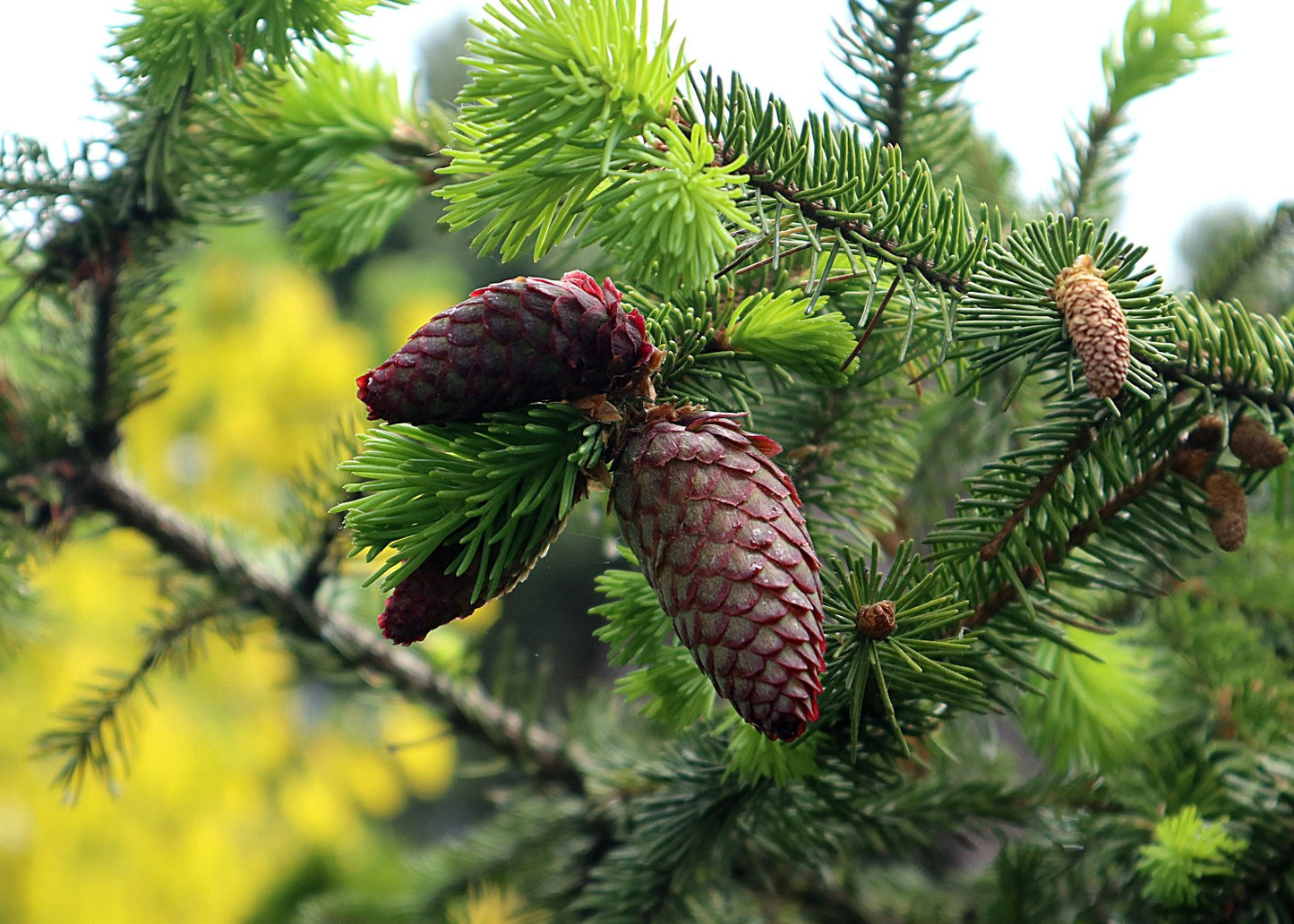 Nachaufnahme Fichte Zapfen (Picea Abies) 