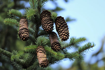 Nachaufnahme Fichte Zapfen (Picea Abies) 