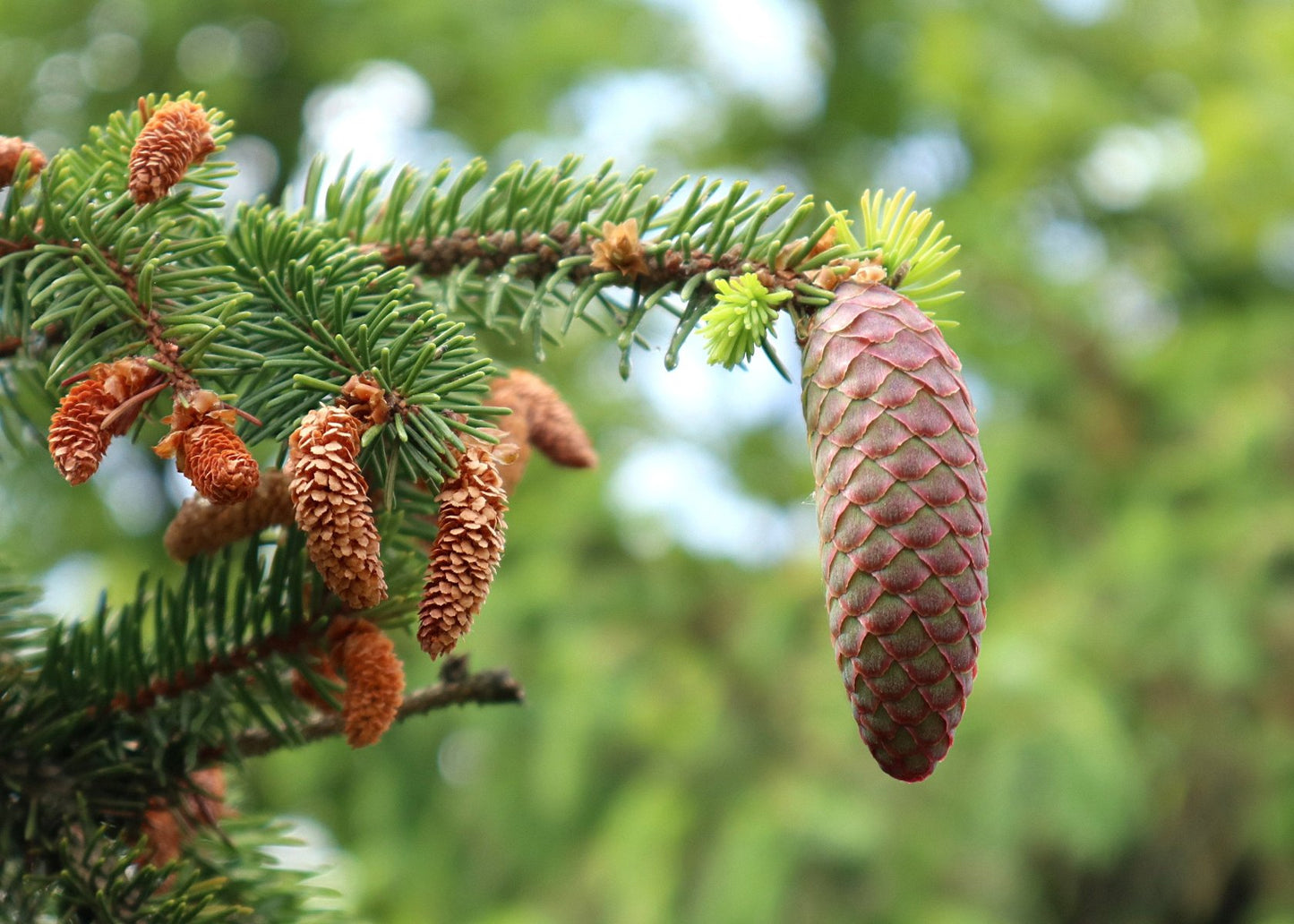 Nachaufnahme Fichte Zapfen (Picea Abies) 