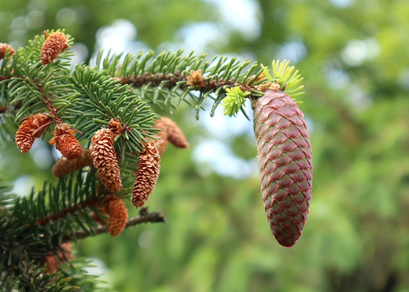 Nachaufnahme Fichte Zapfen (Picea Abies) 